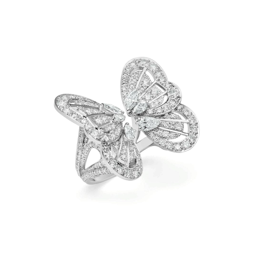 Papillon